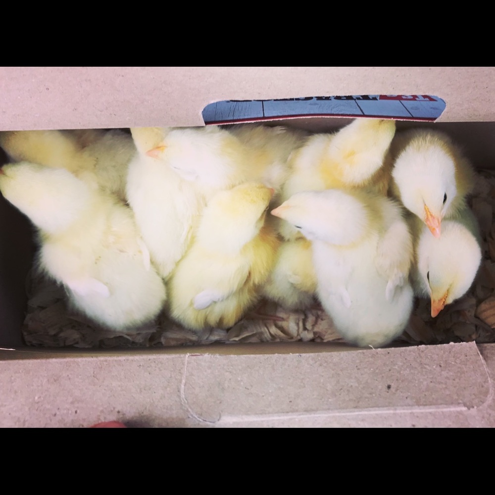 Meet your Posher, Macaela